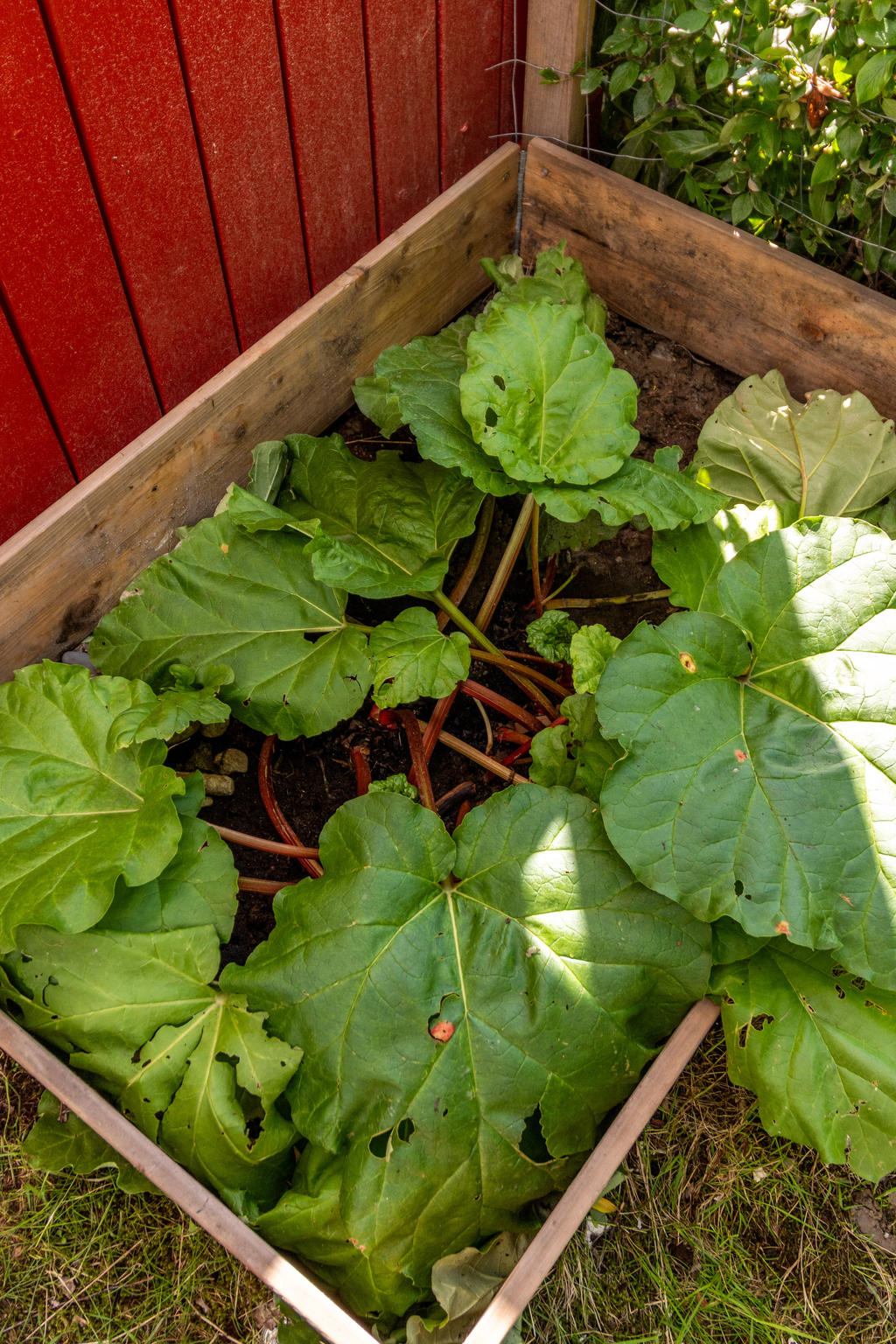 Trädgård på baksidan