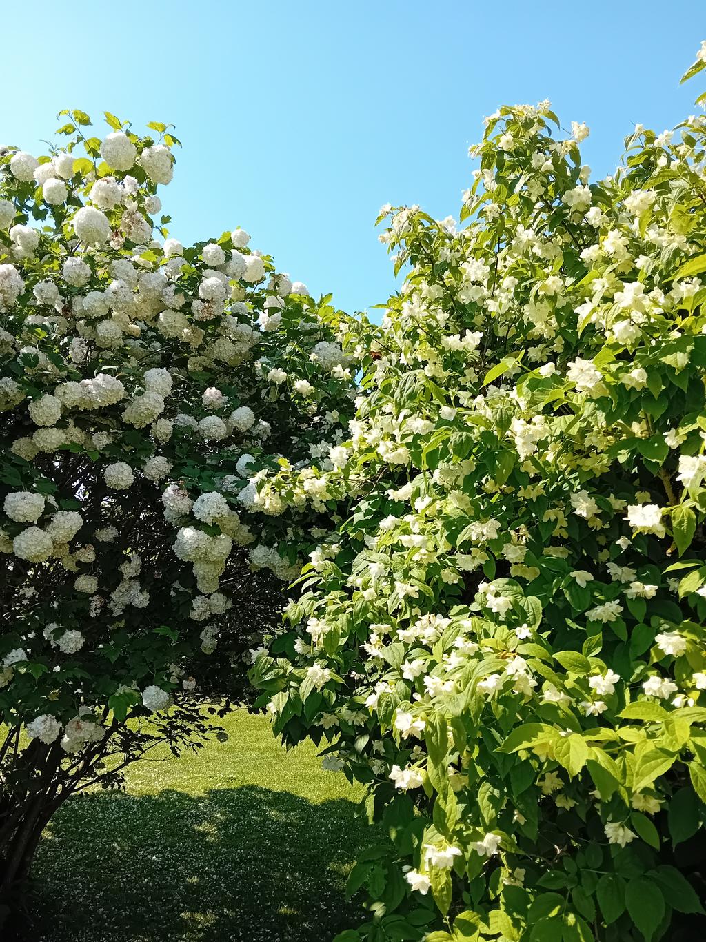 Säljarens bilder