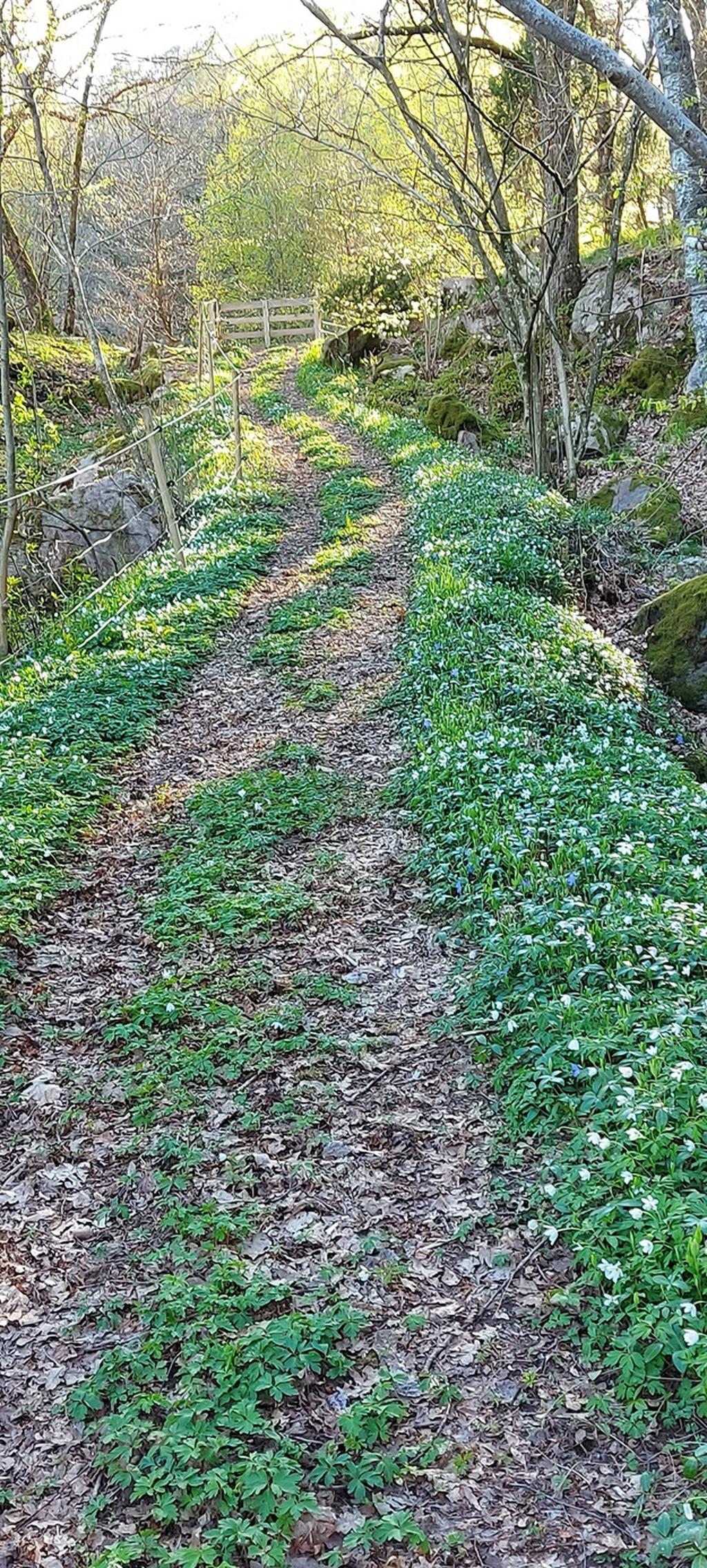 Säljarens bild