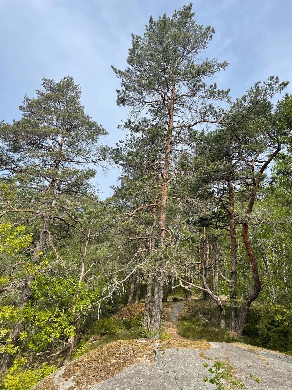 I skogen intill finns många fina promenadstigar