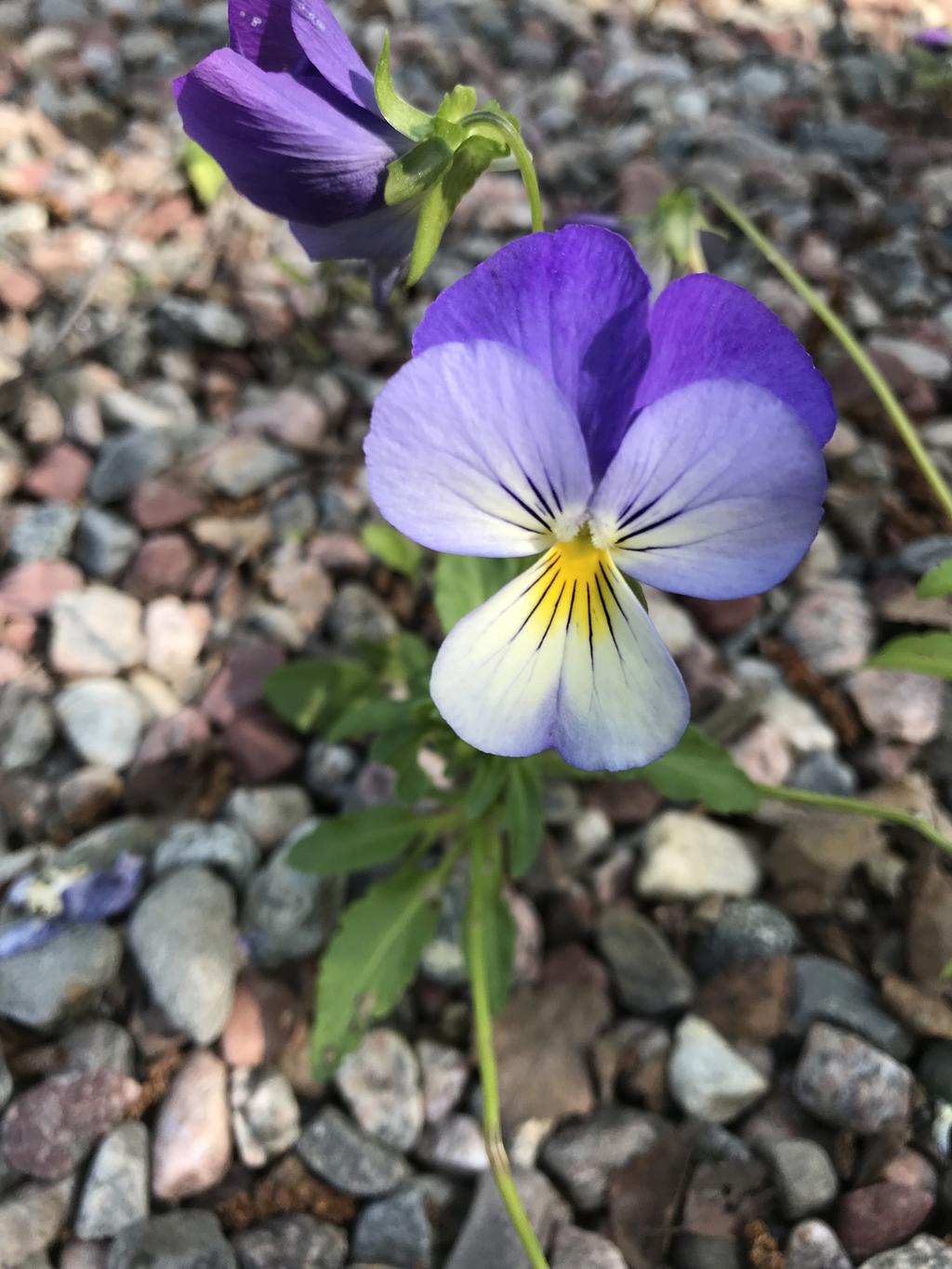 Säljarens privata bild.