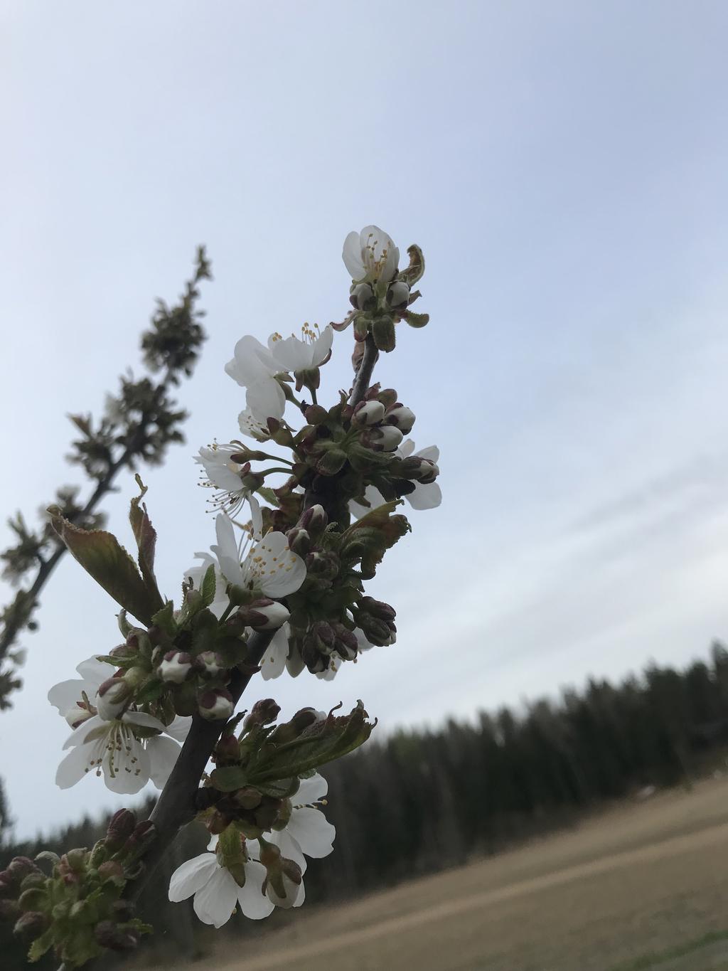 Säljarens privata bild.