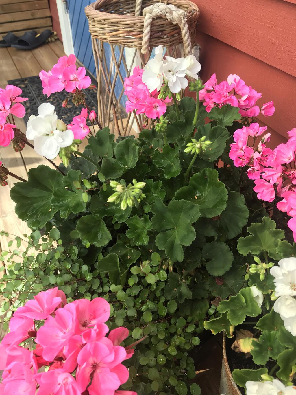 Säljarens privata bild.