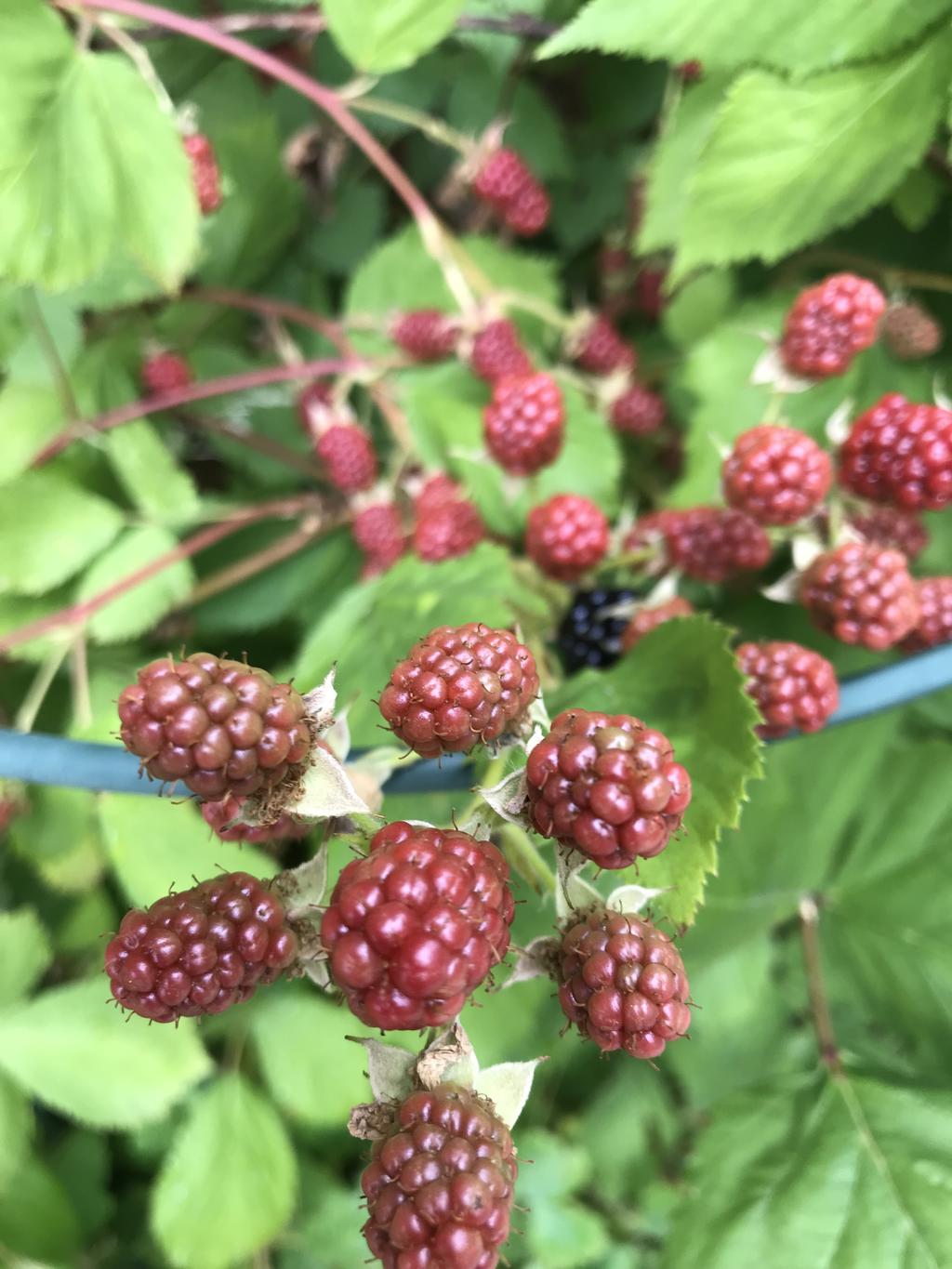 Säljarens privata bild.