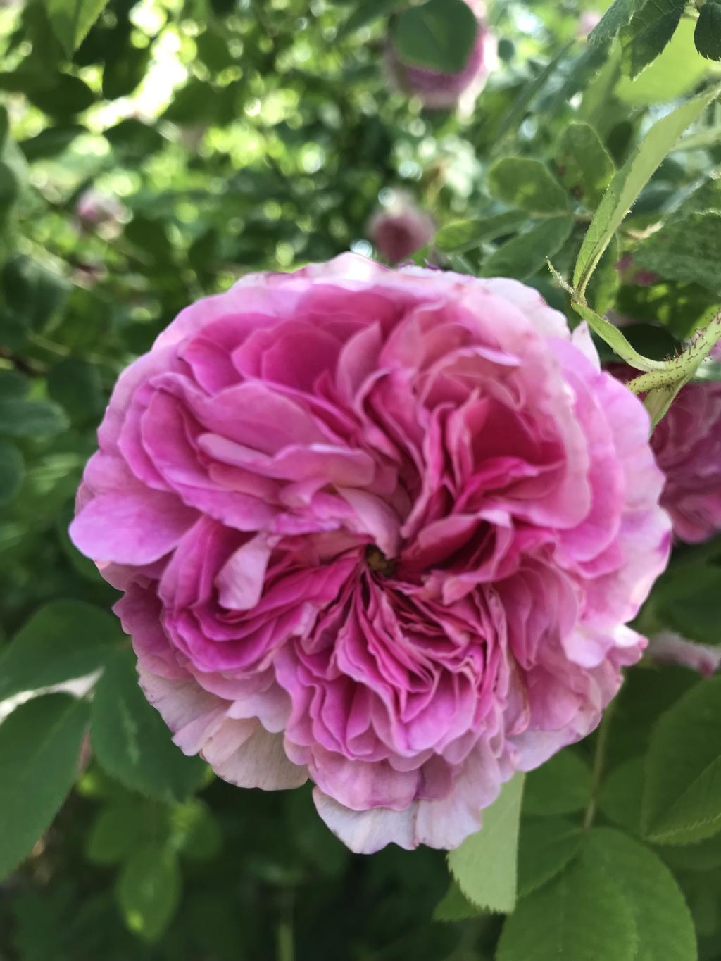 Säljarens privata bild.