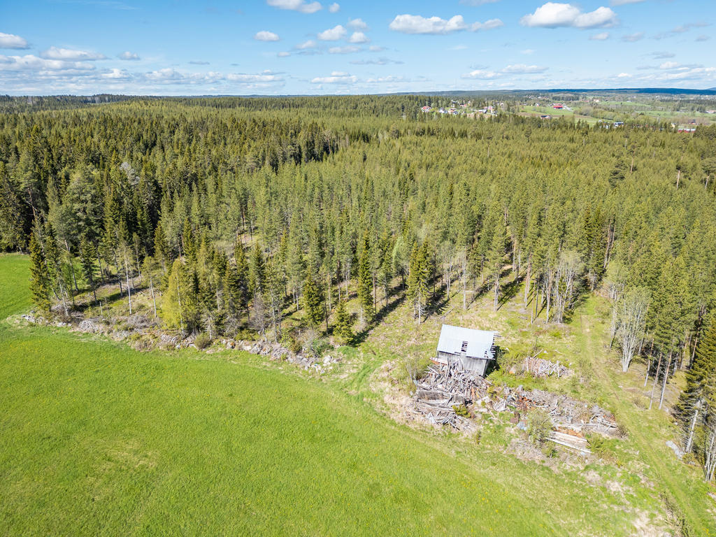 Vy över del av skogen