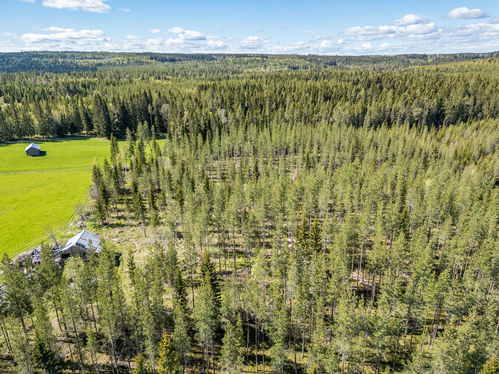 Del av skogen
