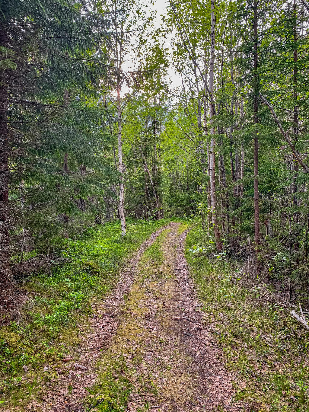 Njut av en promenad i skogen!