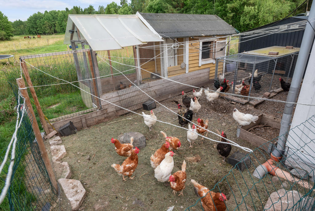 Hönsgård vid huset