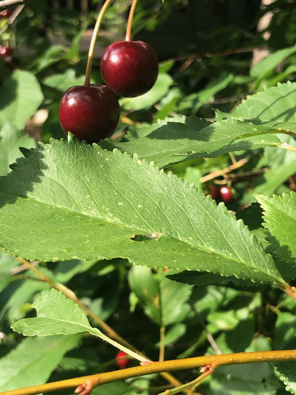 Säljarens sommarbild