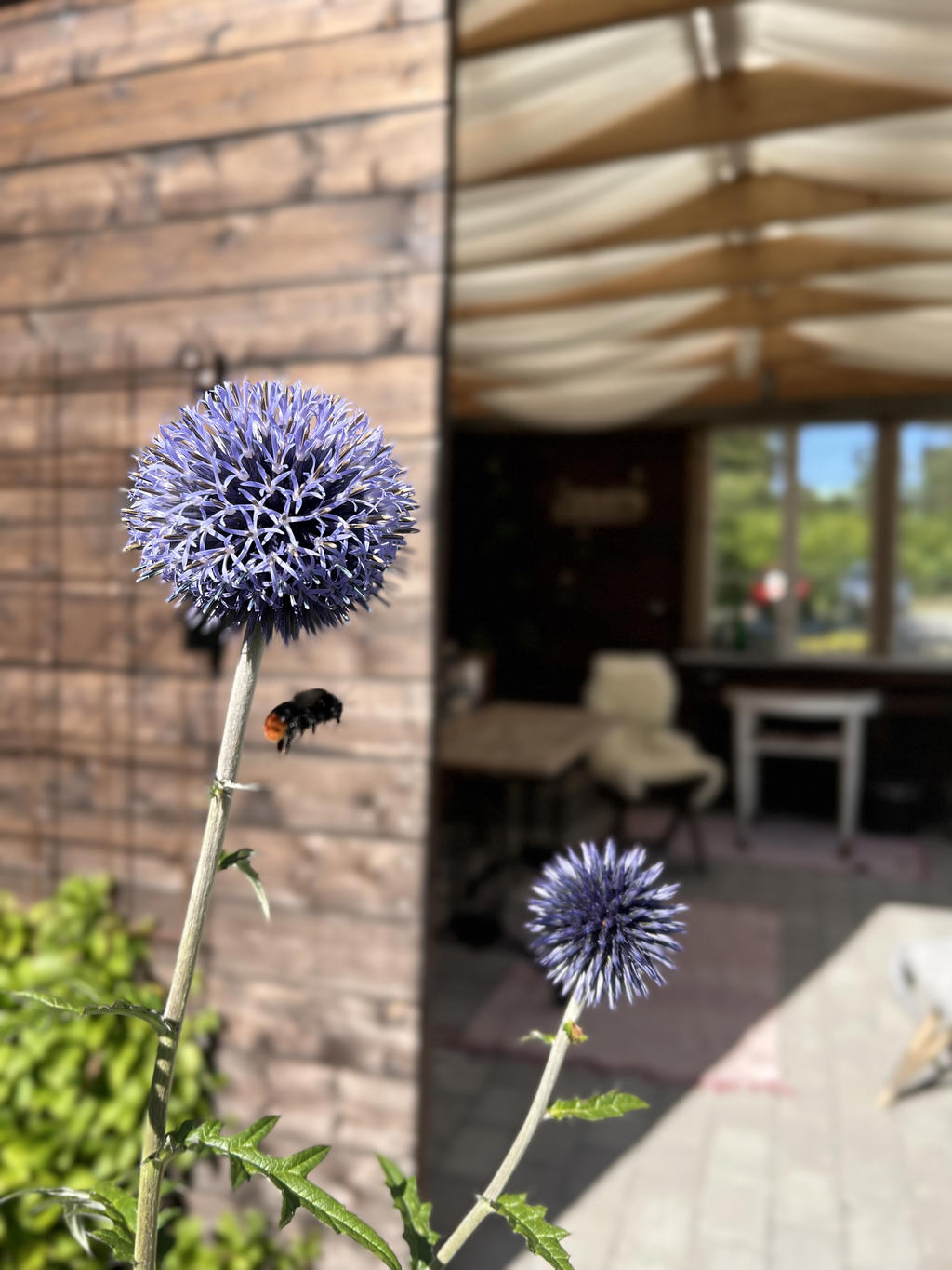 Detaljbild blommor i trädgården.