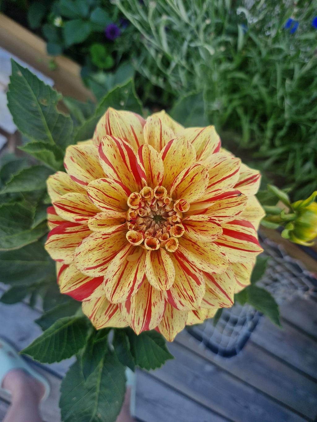 Säljarens egna sommarbild