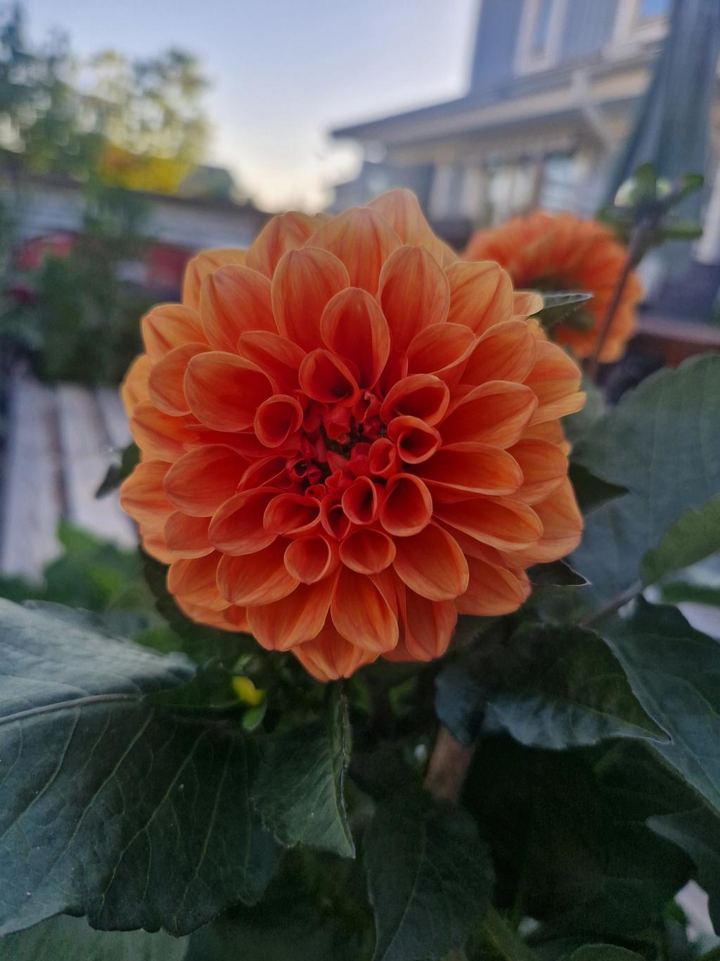 Säljarens egna sommarbild