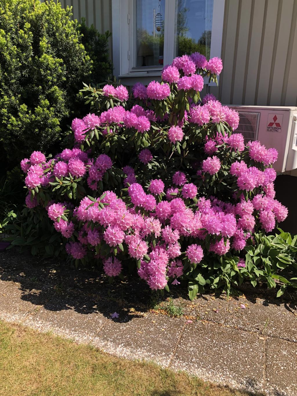 Säljarens sommarbild