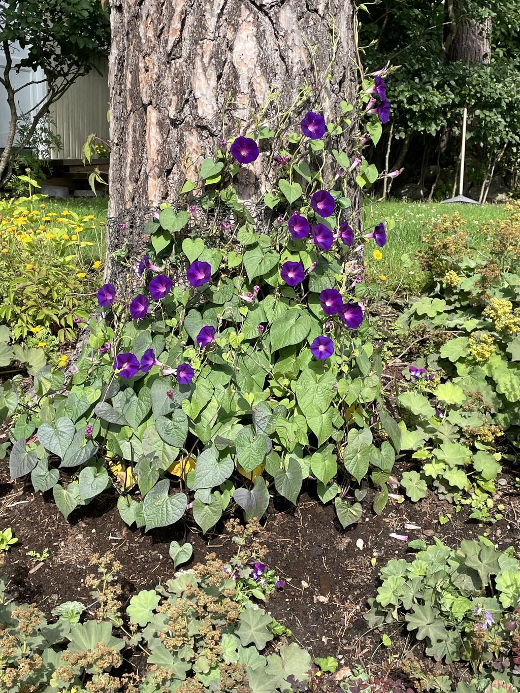 Säljarens sommarbild