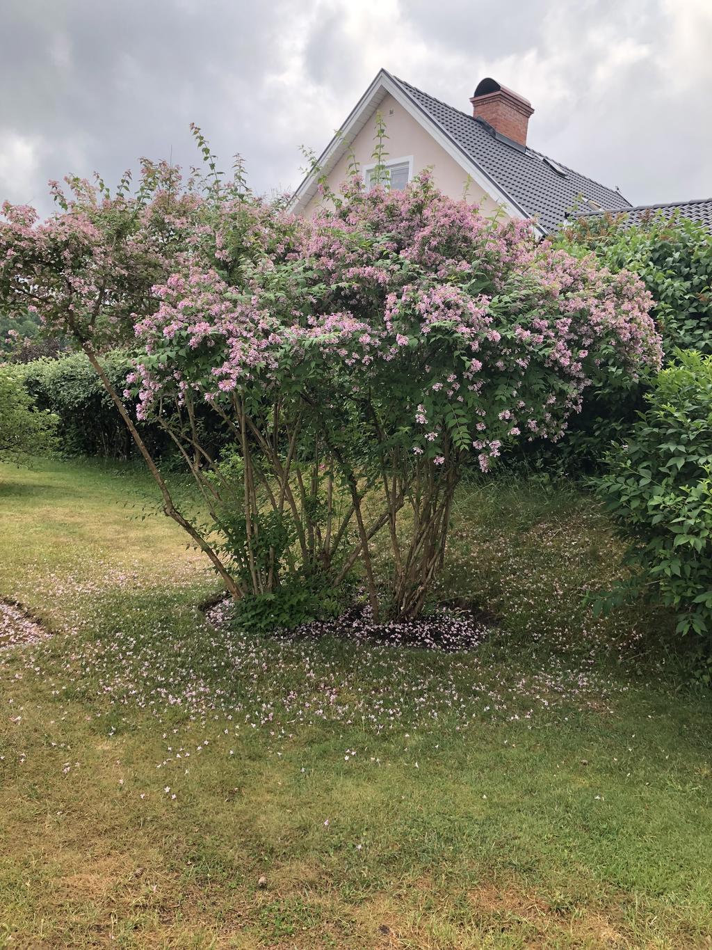 Säljarens sommarbild