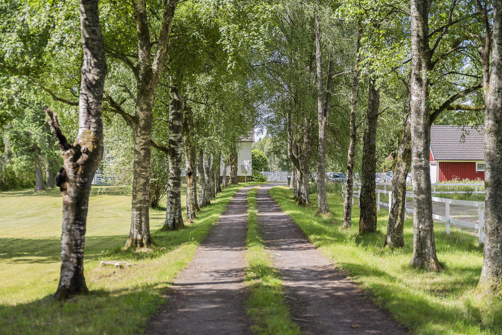 Vacker allé fram till gården