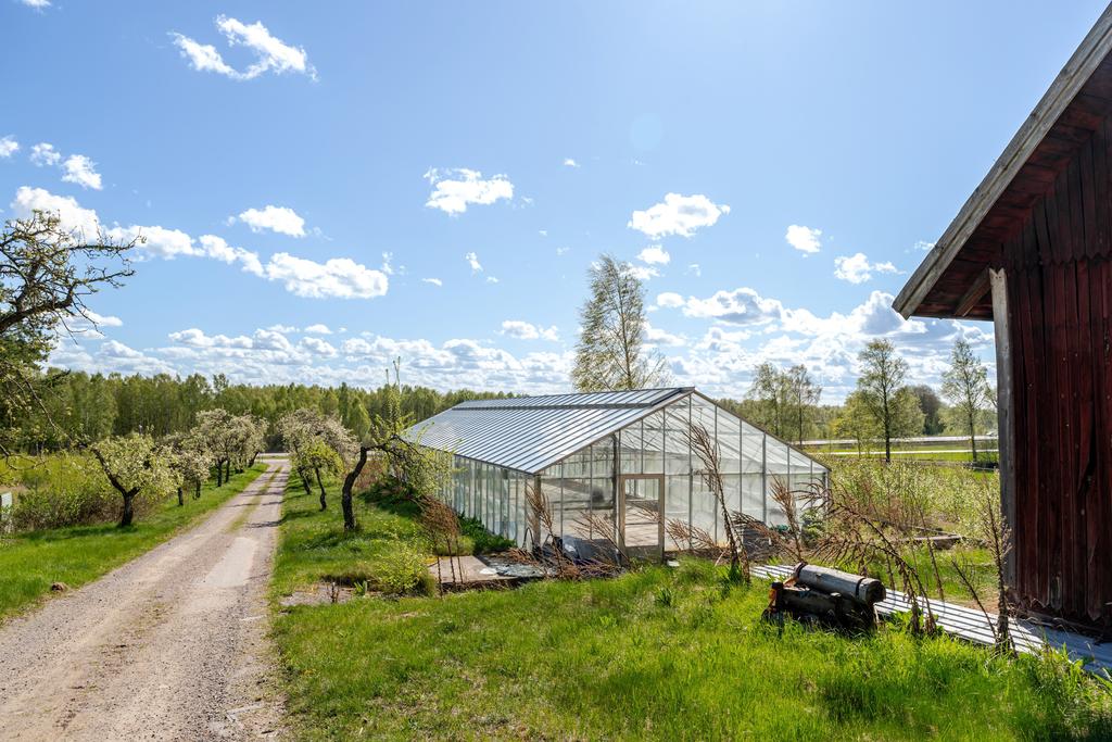Allé med äppelträd