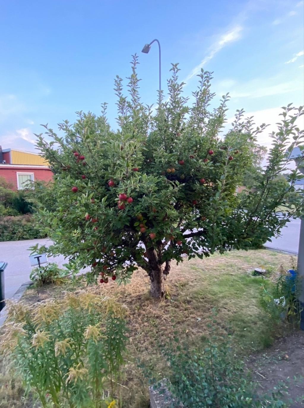Äppelträdet på framsidan på hösten
(Foto: Privat)