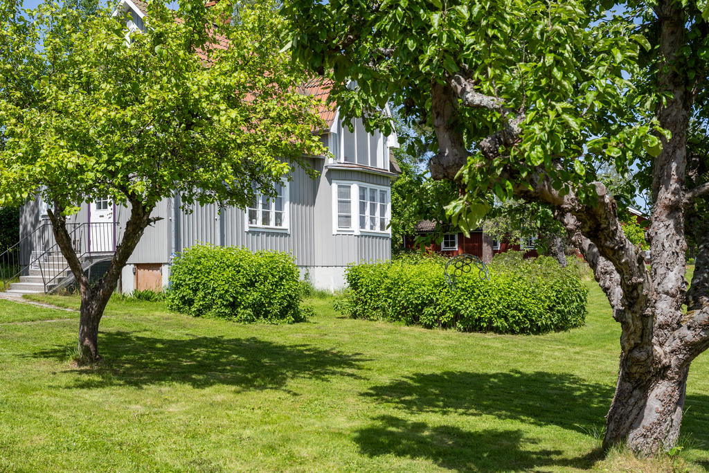 Trädgård