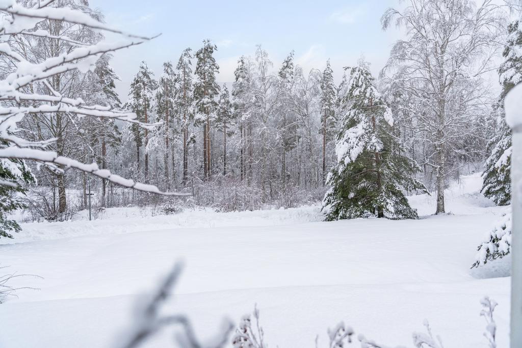 Grönområdet bakom huset