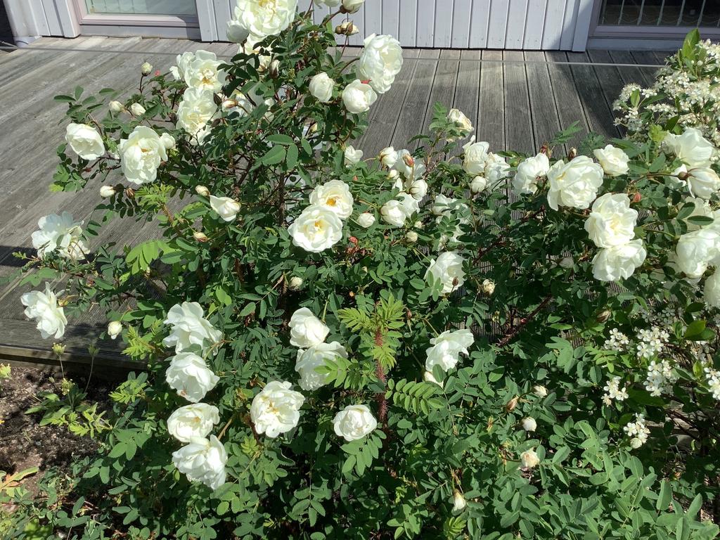 Ägarens sommarbild