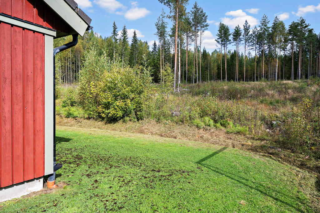 Trädgård