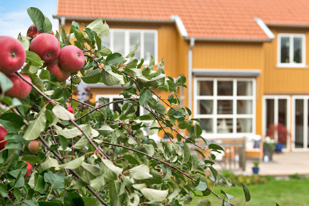 Gott om frukt på äppelträdet.