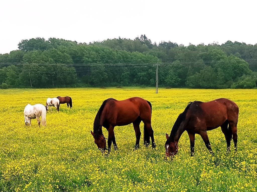 En trivsam omgivning. Säljarnas  egna bild.