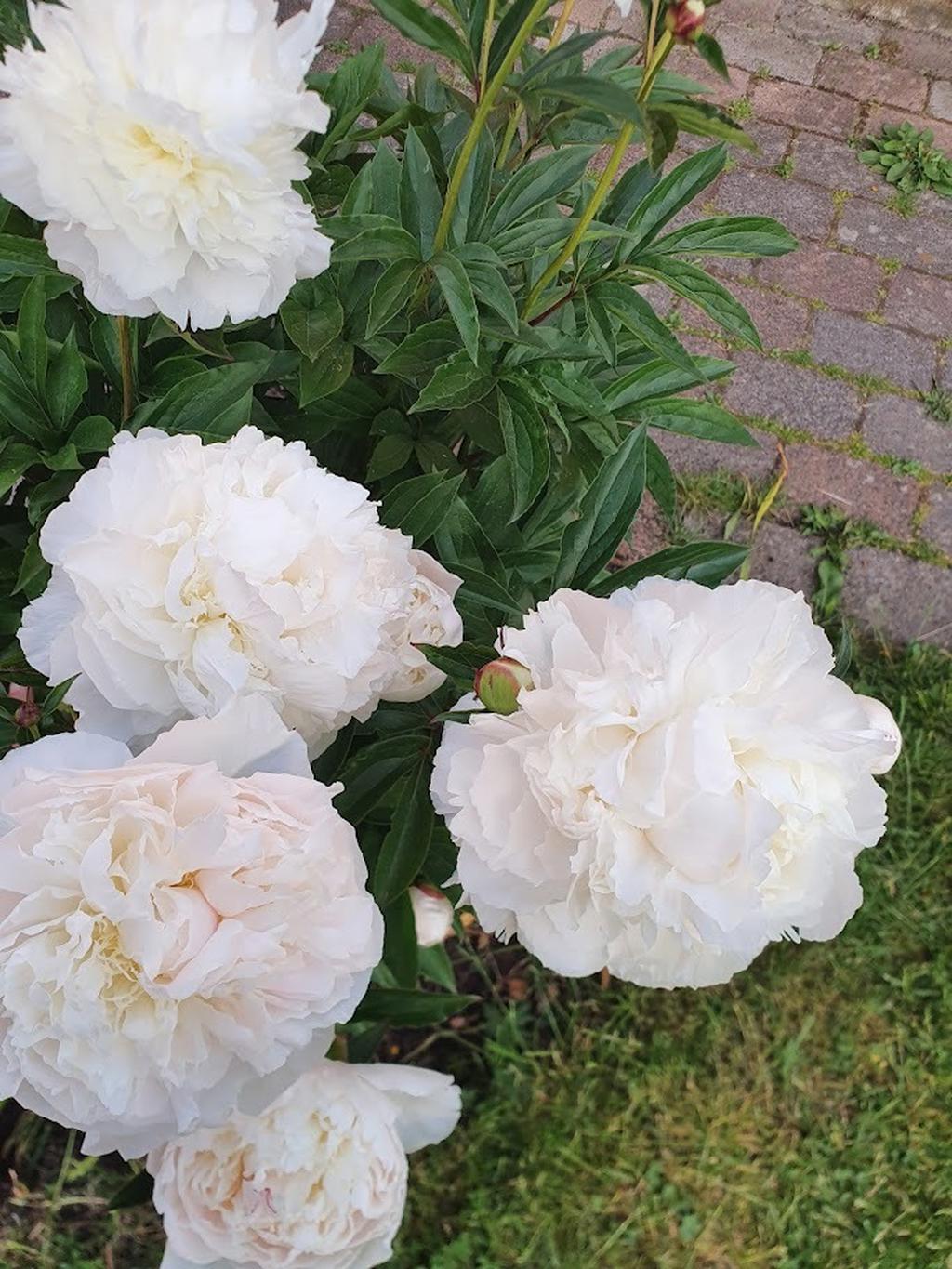 Vackra blommor. Säljarnas  egna bild.