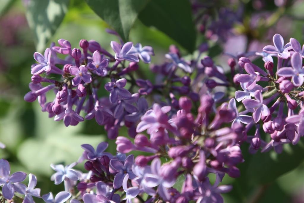 Vackra blommor. Säljarnas  egna bild.