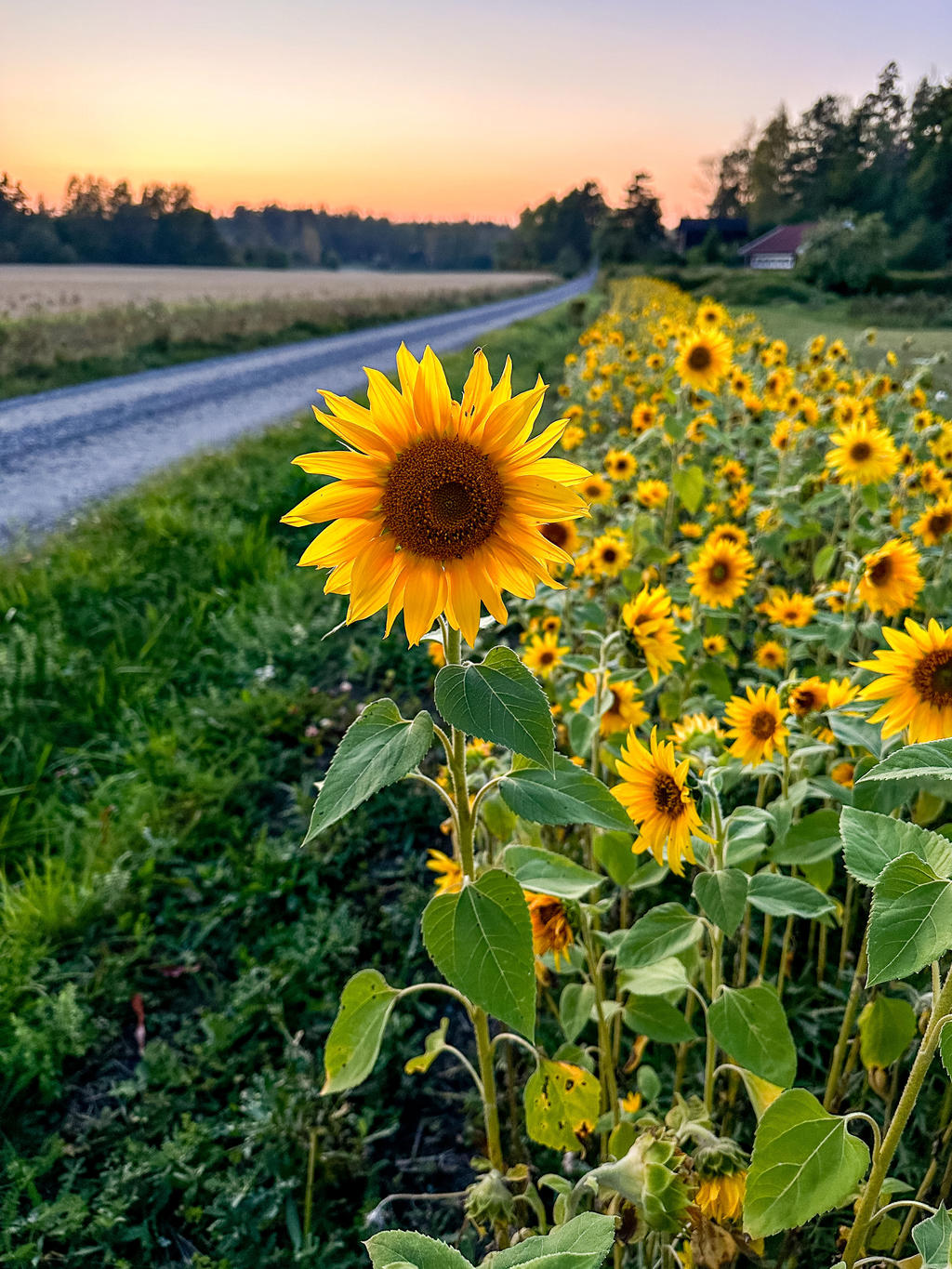 Säljarens egna bilder.