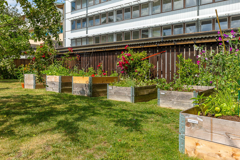 Odlingsmöjligheter i föreningens trädgård