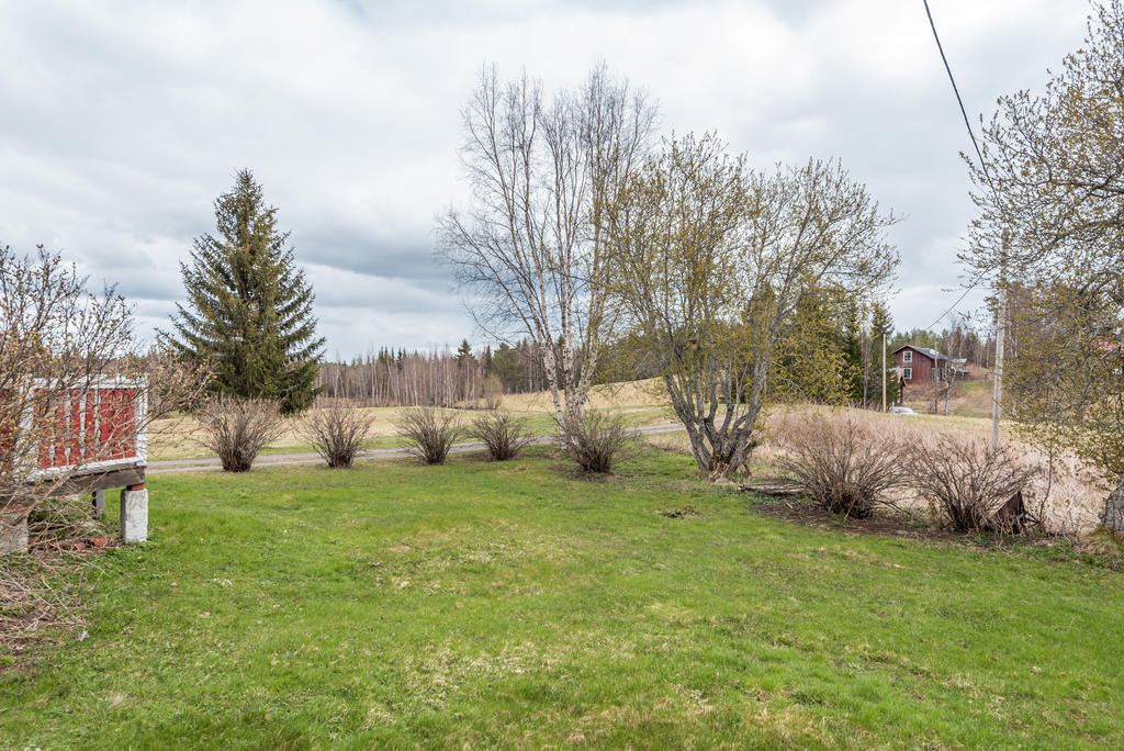 Trädgård med bärbuskar 