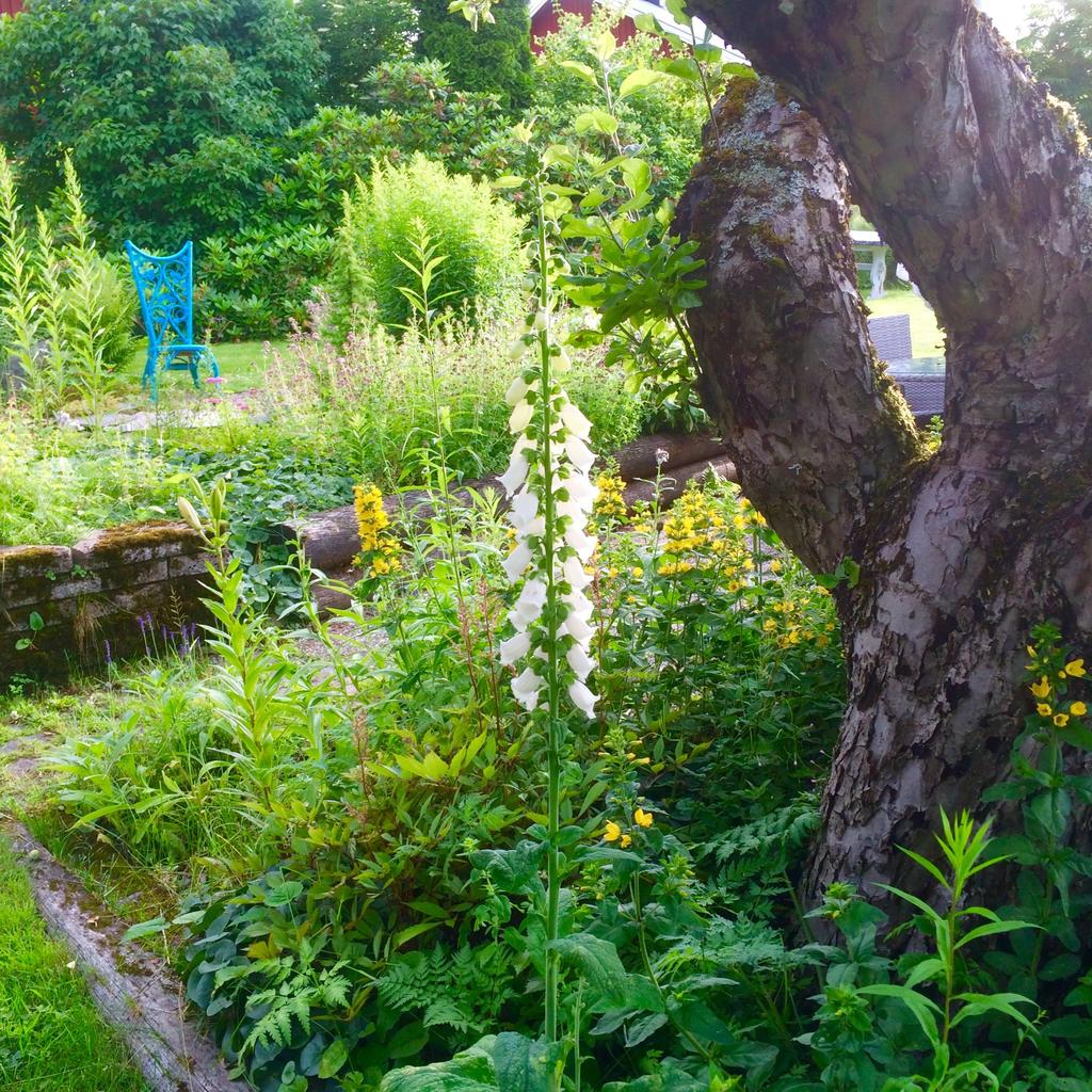 Säljarens sommarbild trädgården