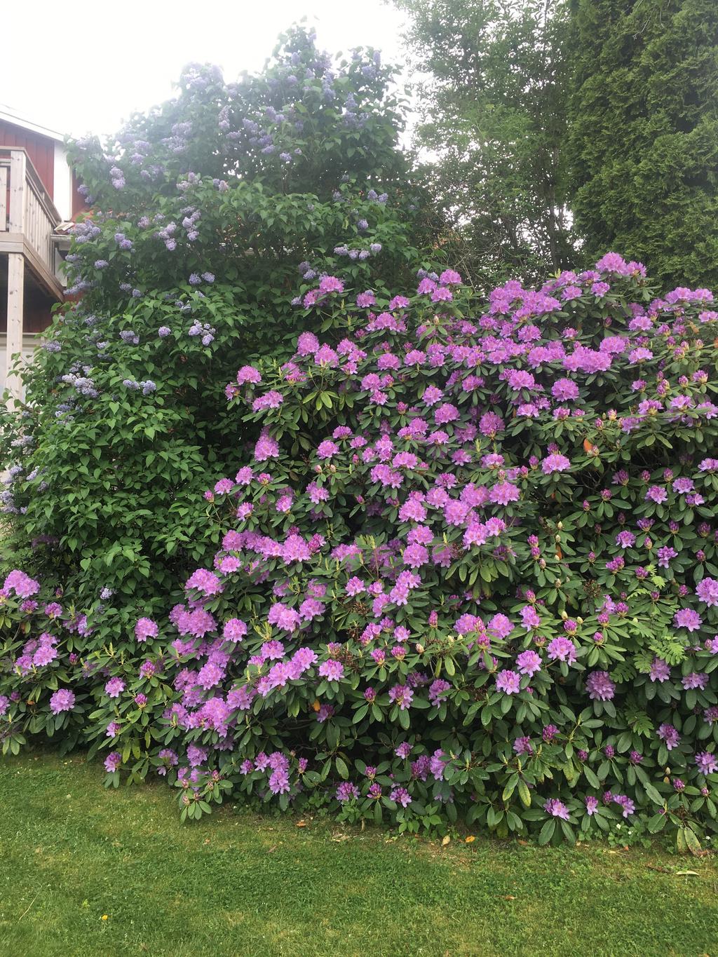 Säljarens sommarbild