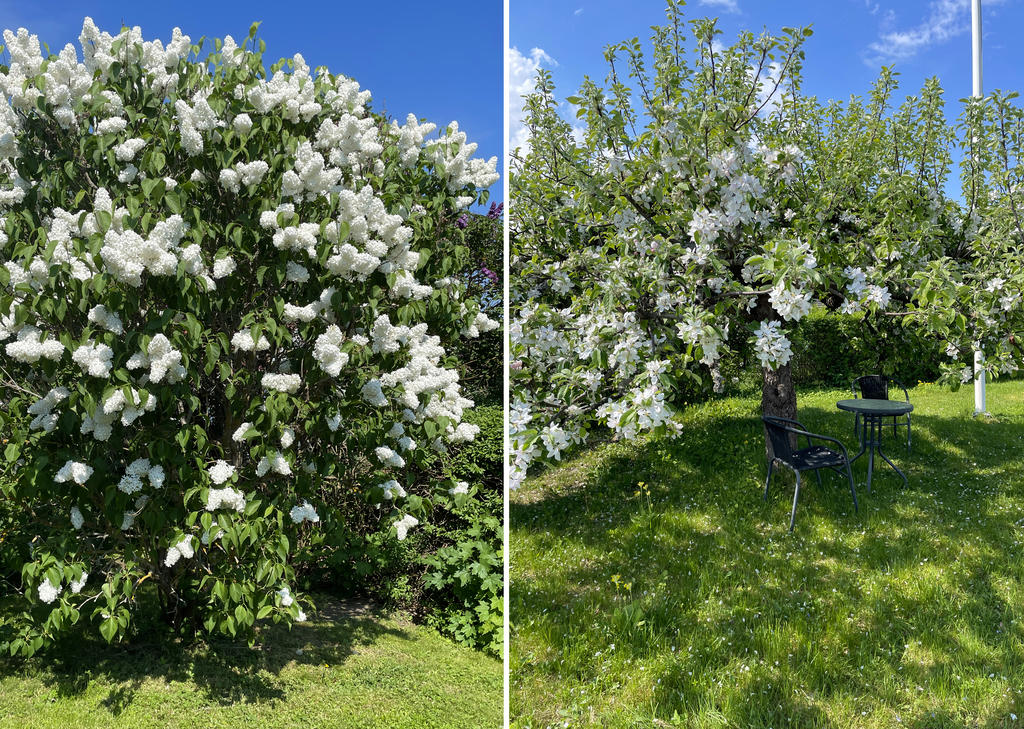 Säljarens sommarbild