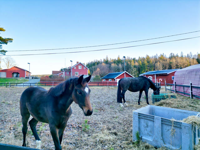 Område - Tillgång till paddock