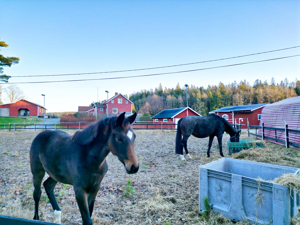 Tillgång till paddock i området