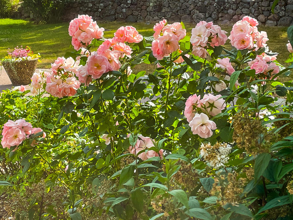 Säljarens sommarbilder!