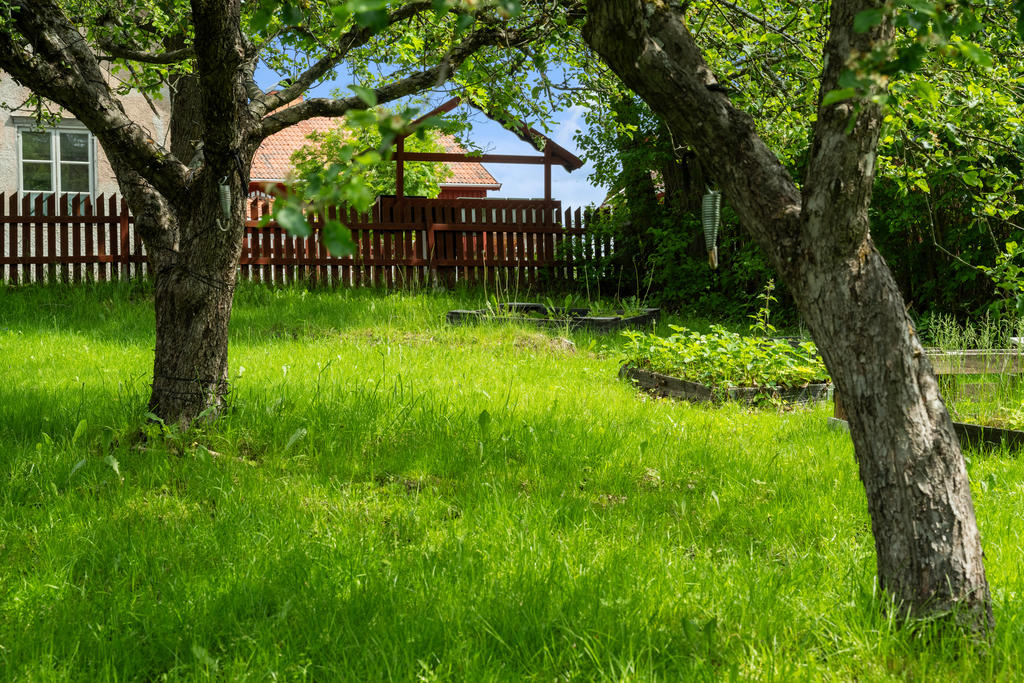 Trädgård