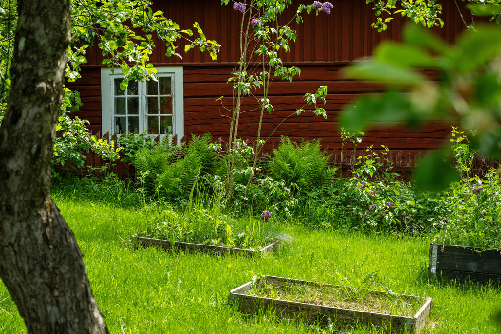 Trädgård