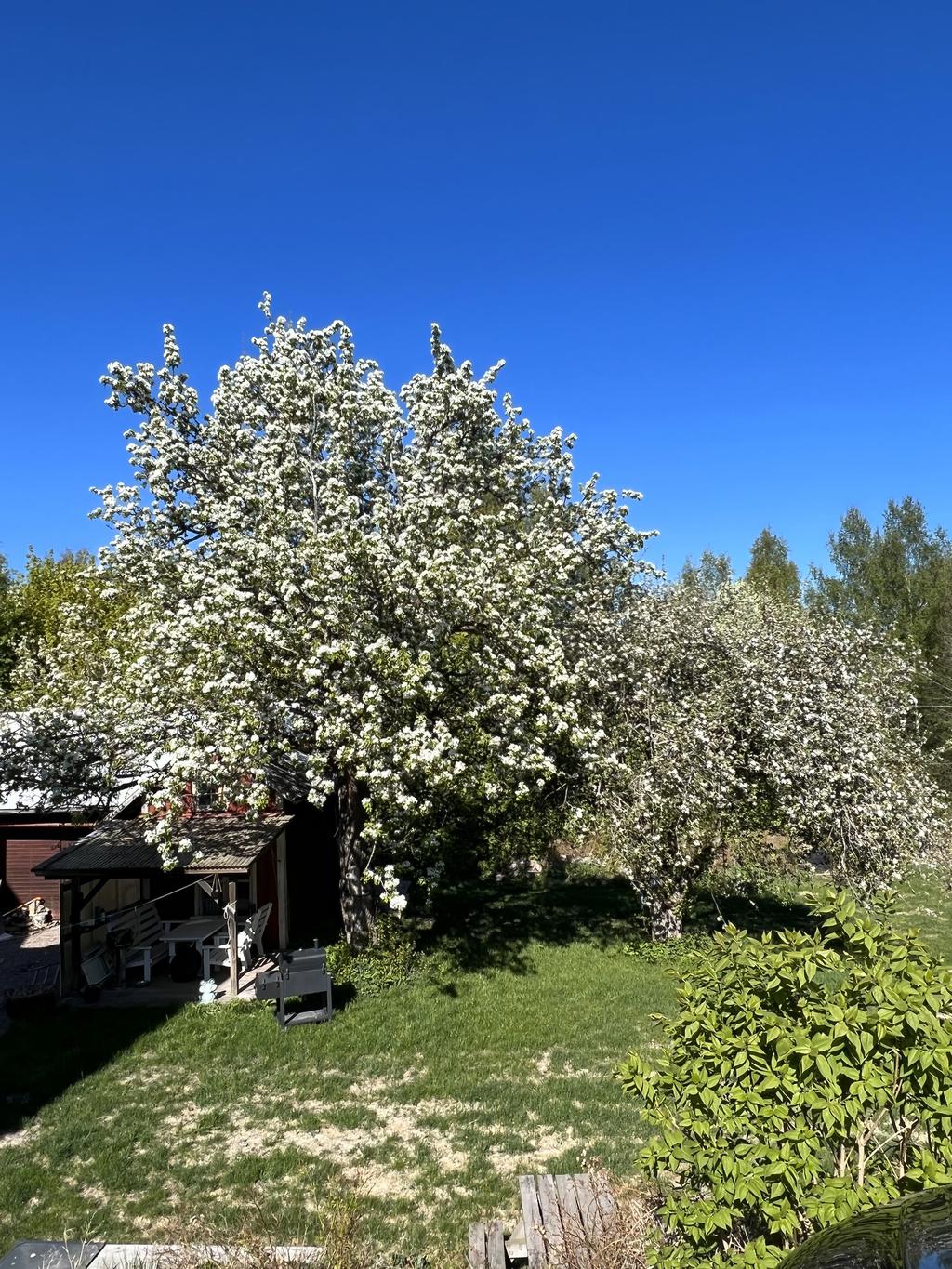 Trädgård