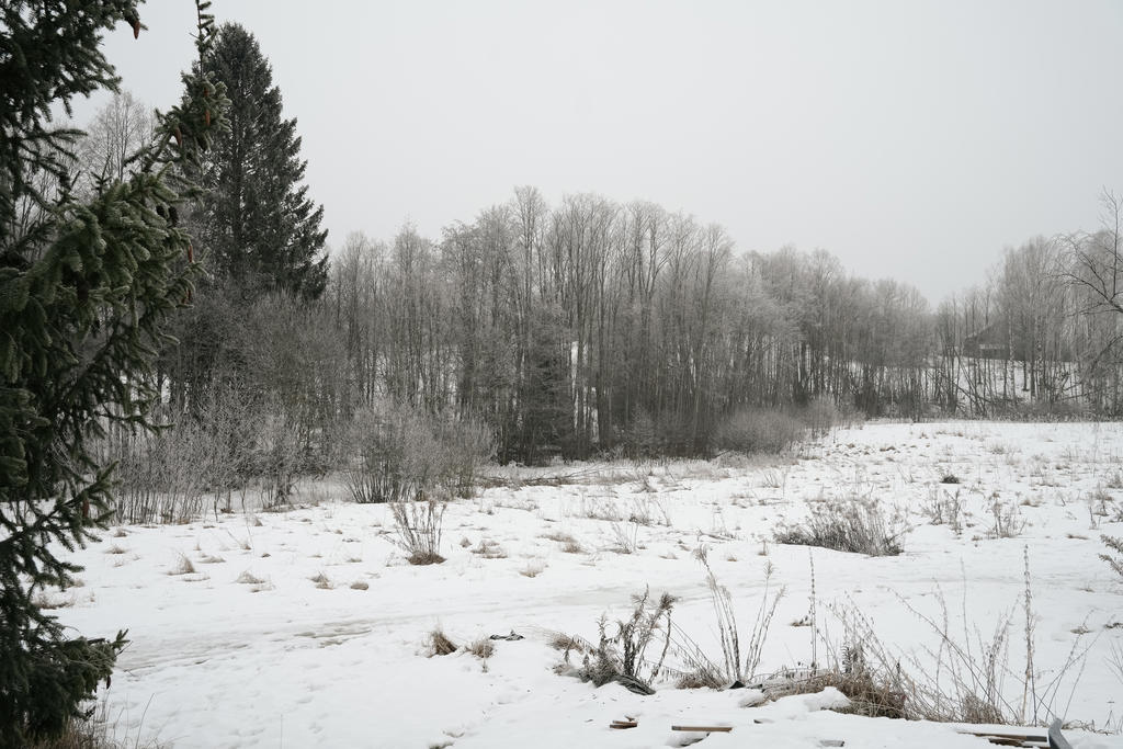 Utsikt trädgård