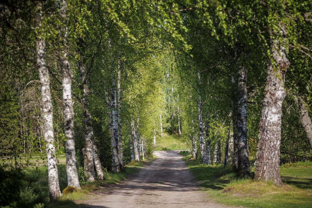 Din egna allé