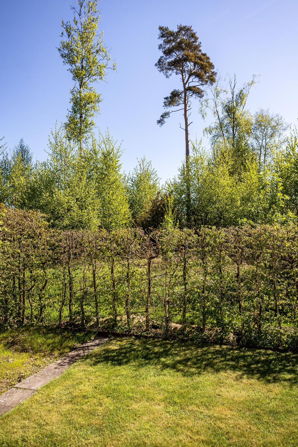 Grönskan precis bakom huset
