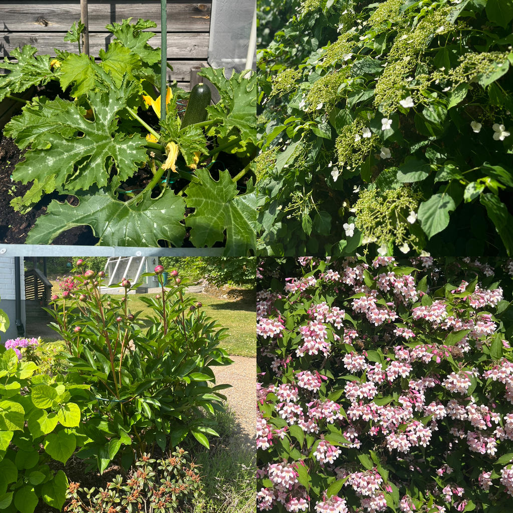 Pioner, paradisbuske och Hortensia är lite av det vackra i trädgården