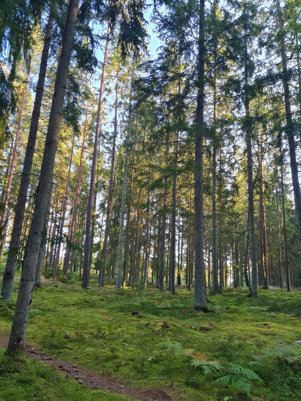 Säljarens bild från omgivningar