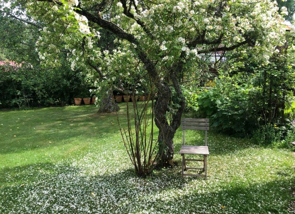 Trädgården är en grön lummig oas