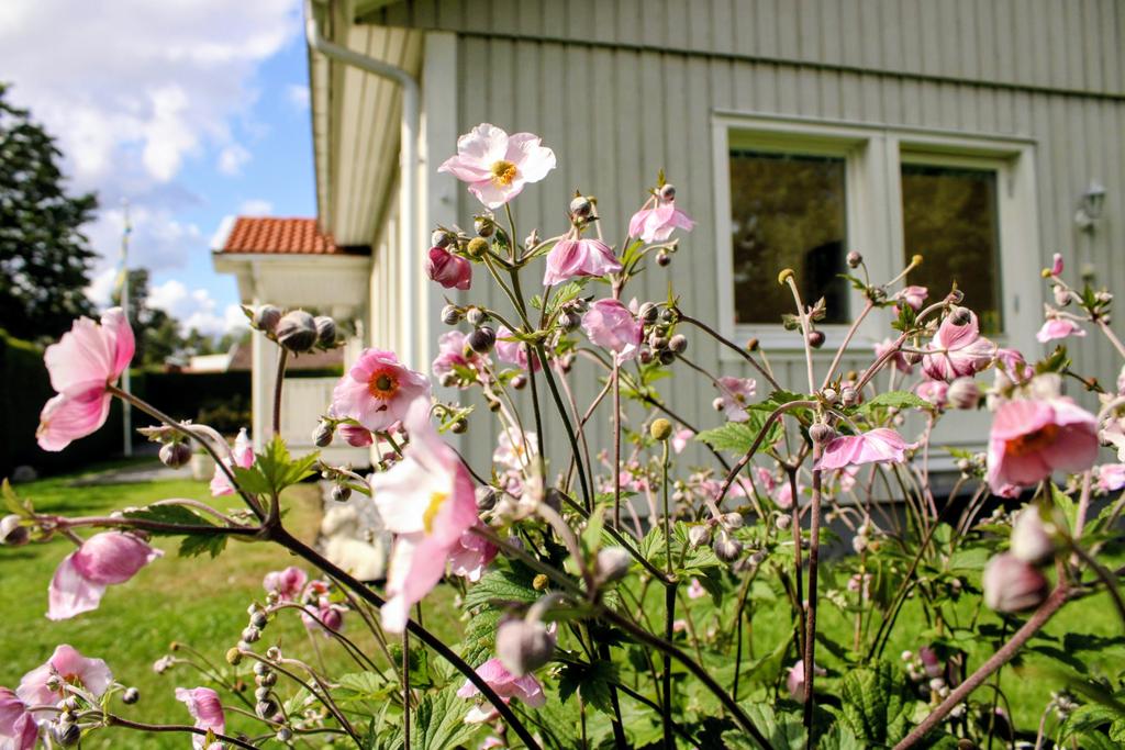 En sommardag på Sockenvägen 8